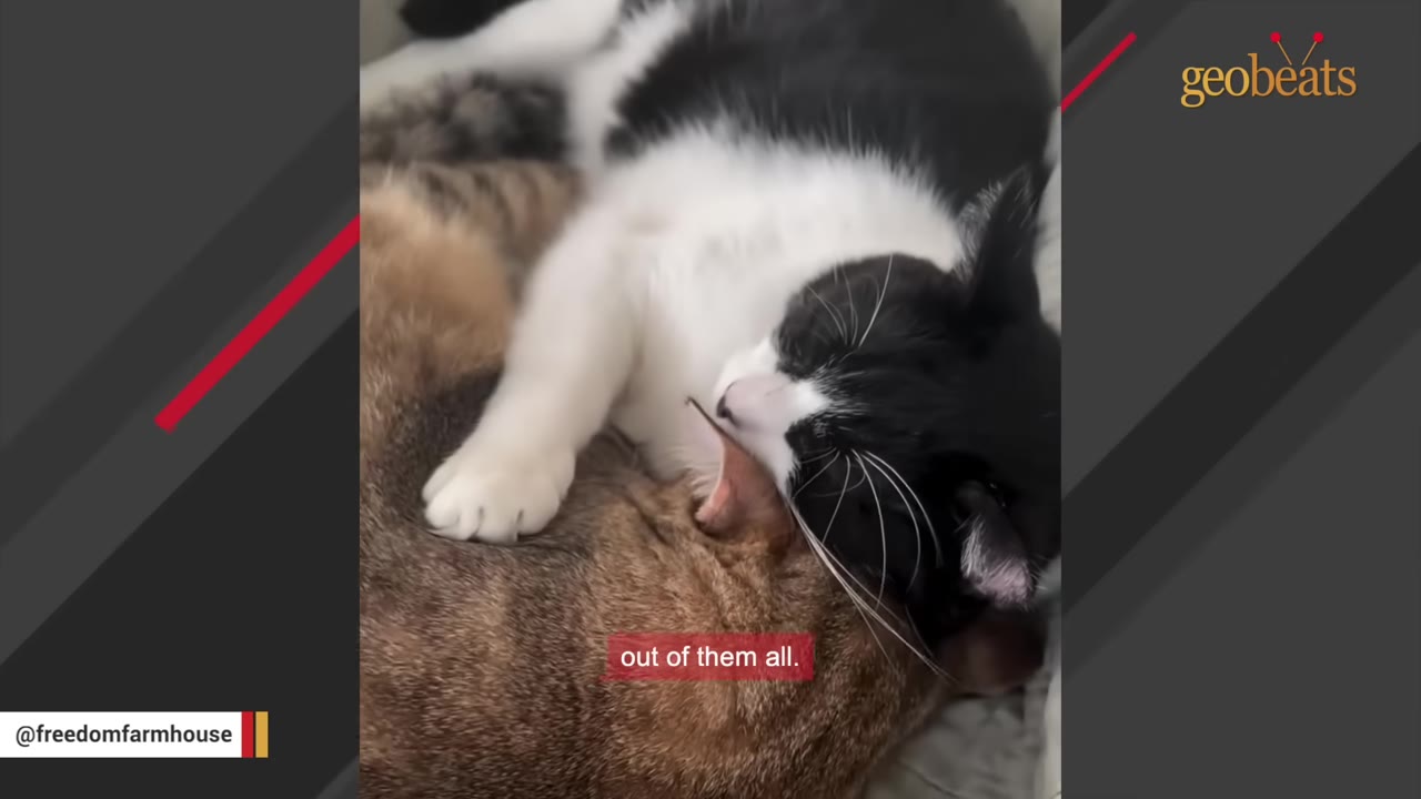 A close-up of a black and white cat affectionately grooming a brown tabby cat.