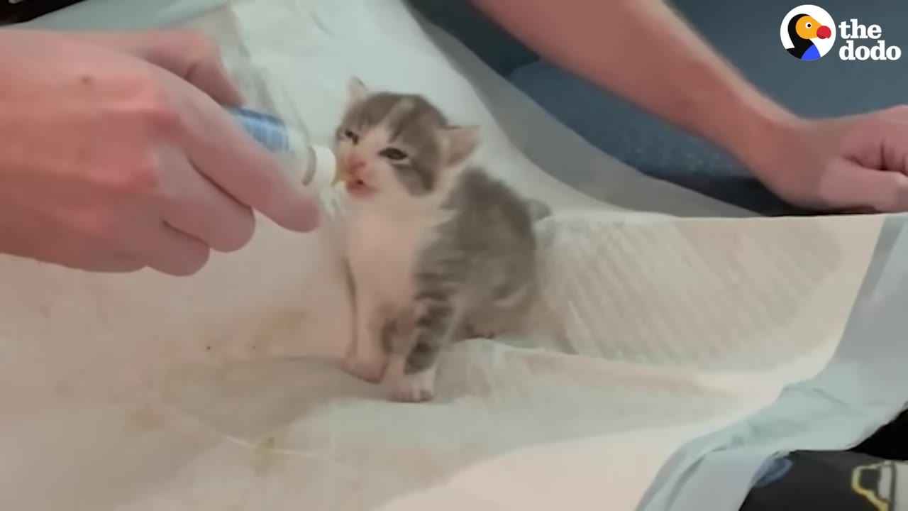 A tiny grey and white kitten being bottle-fed by a person's hand.