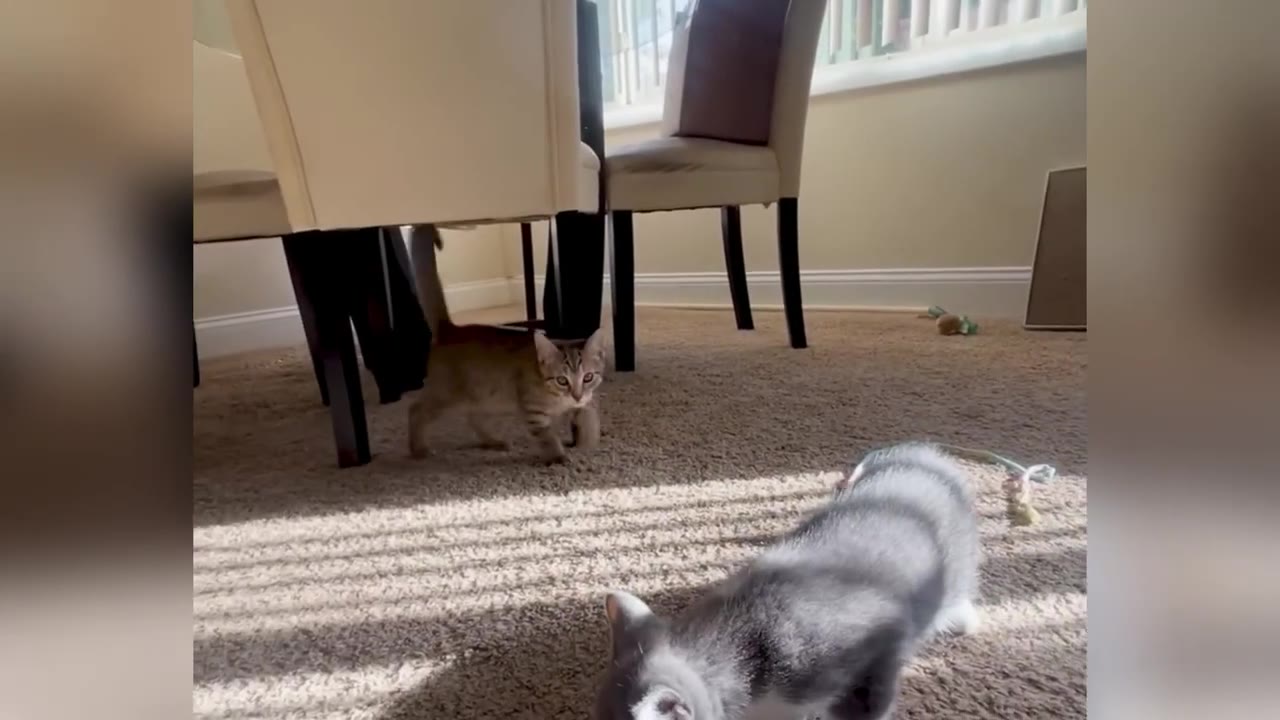 A grey and white kitten lies on a carpeted floor in the foreground, while a small tabby kitten walks under a dining chair in the background.