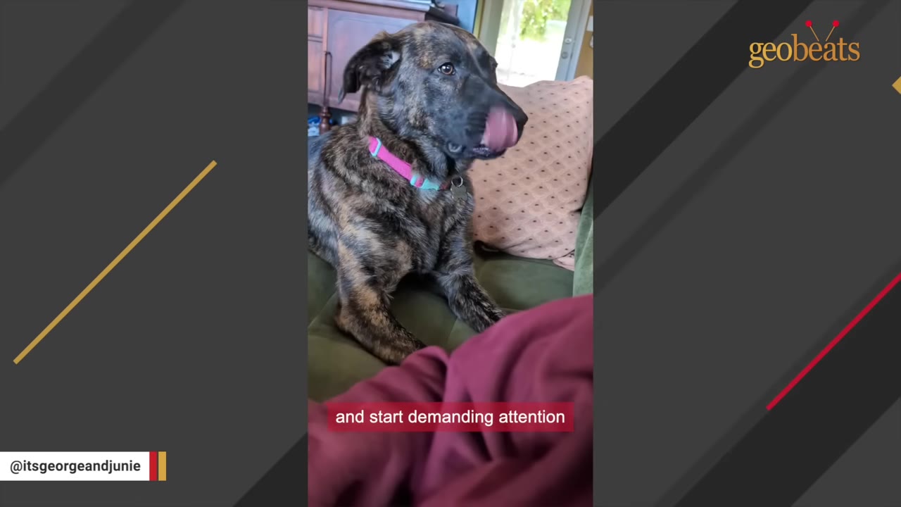 A brindle dog with a pink collar lies on a green couch, licking its nose.