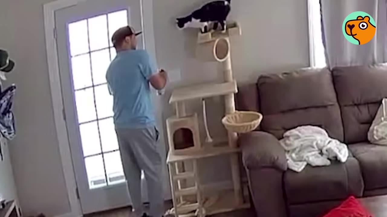A man wearing a cap and blue t-shirt stands near a glass-paneled front door, while a black and white cat stands on top of a tall cat tree nearby.