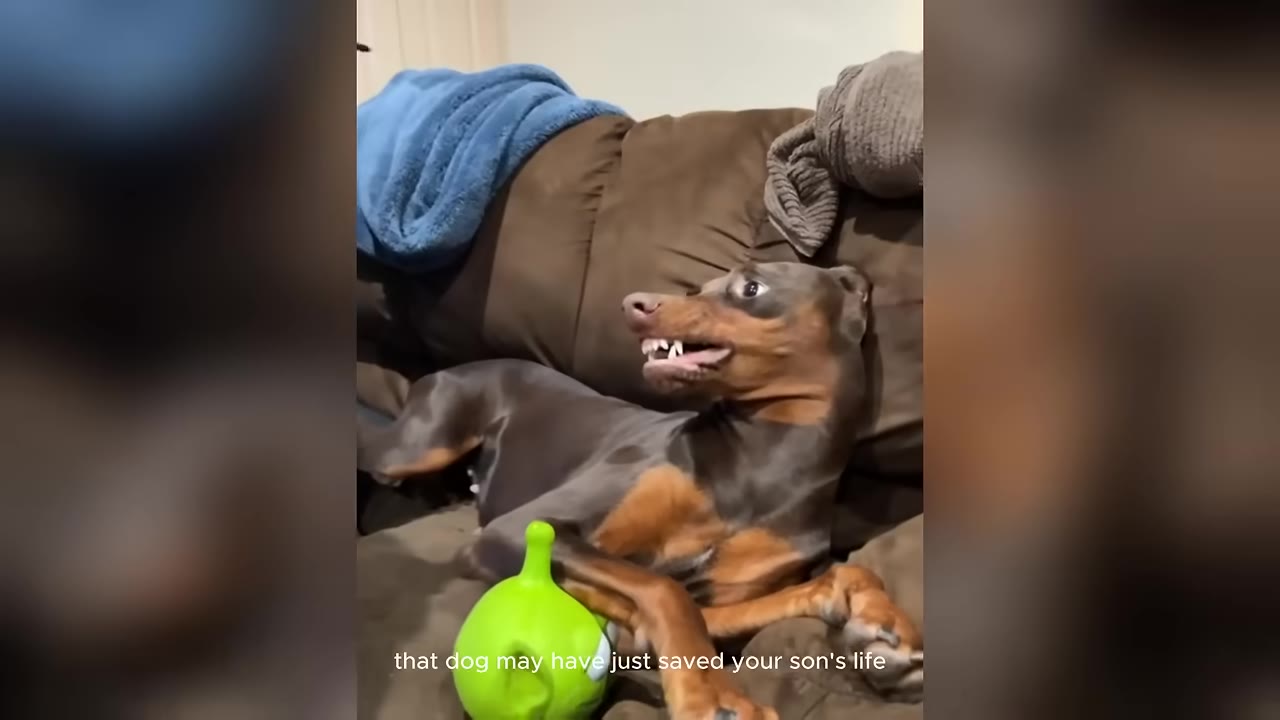 A brown and tan Doberman Pinscher lying on a brown couch next to a green toy, looking sideways with its mouth slightly open, with the subtitle 'that dog may have just saved your son's life' at the bottom.