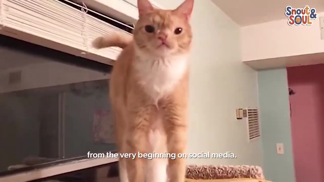 An orange and white cat with wide-set eyes stands on a cat tree, looking directly at the camera.