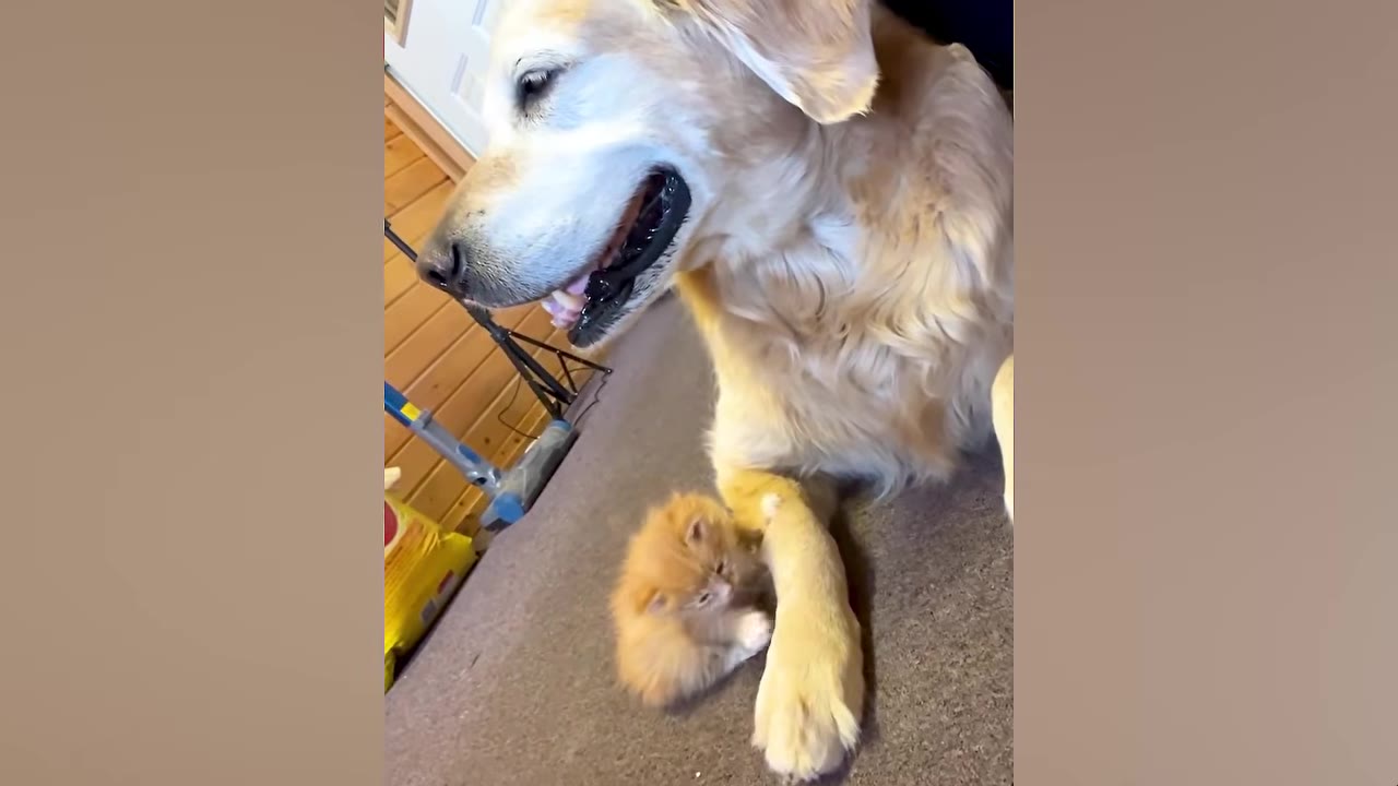 A large golden retriever lies patiently on the floor, looking down gently at a tiny orange kitten sitting next to its front paw.