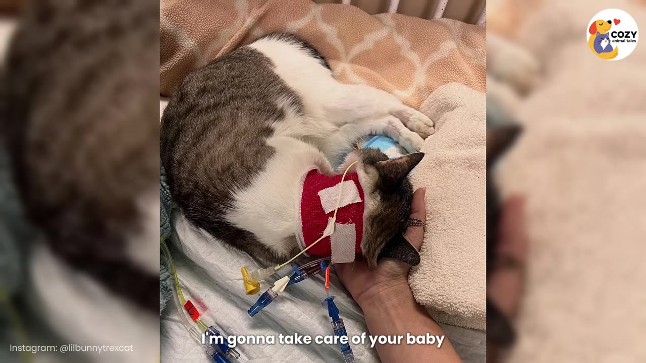 A sick cat with a red bandage around its neck and medical tubes attached lies on a bed, resting its head in a person's hand, with a subtitle that reads 'I'm gonna take care of your baby'.