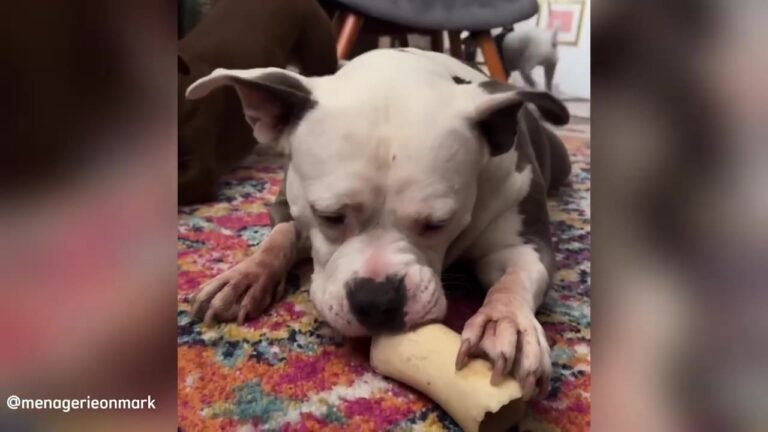 Virginia Dog Found With A Fresh Wound Thinks She Has To Sleep Outside Until Her New Family Changes Everything