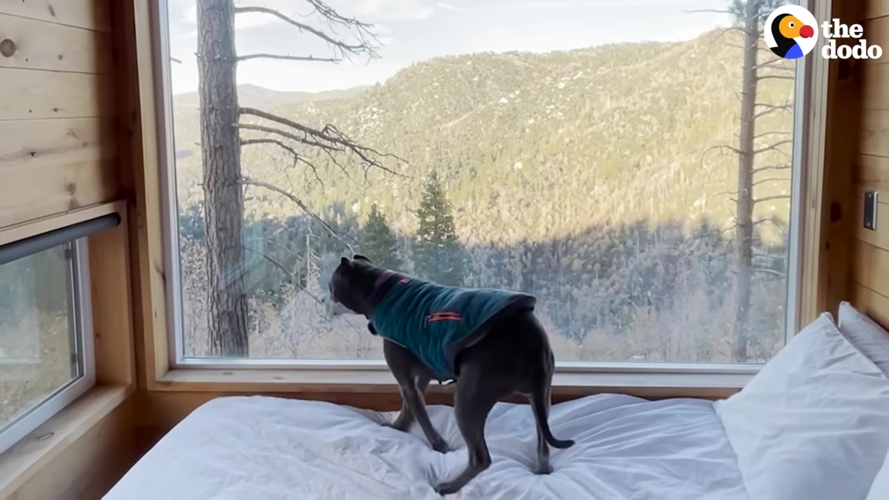 A gray dog wearing a blue and green jacket stands on a white bed in a cabin, looking out a large window at a scenic view of forested mountains.