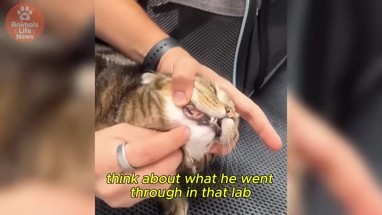 A close-up shot of a person's hands gently opening a tabby cat's mouth to inspect its teeth, with a caption reading 'think about what he went through in that lab'.