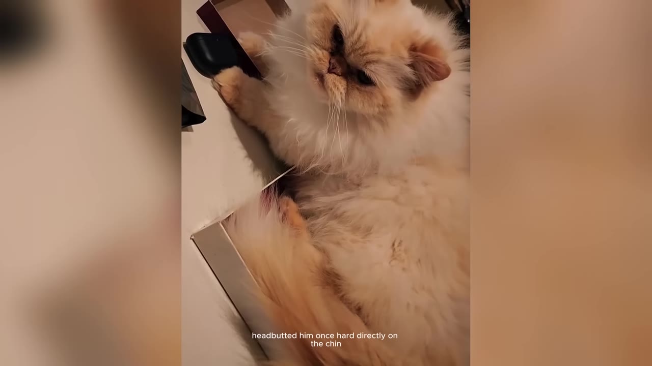 A fluffy cream-colored Persian cat sitting inside a cardboard box, looking upwards.