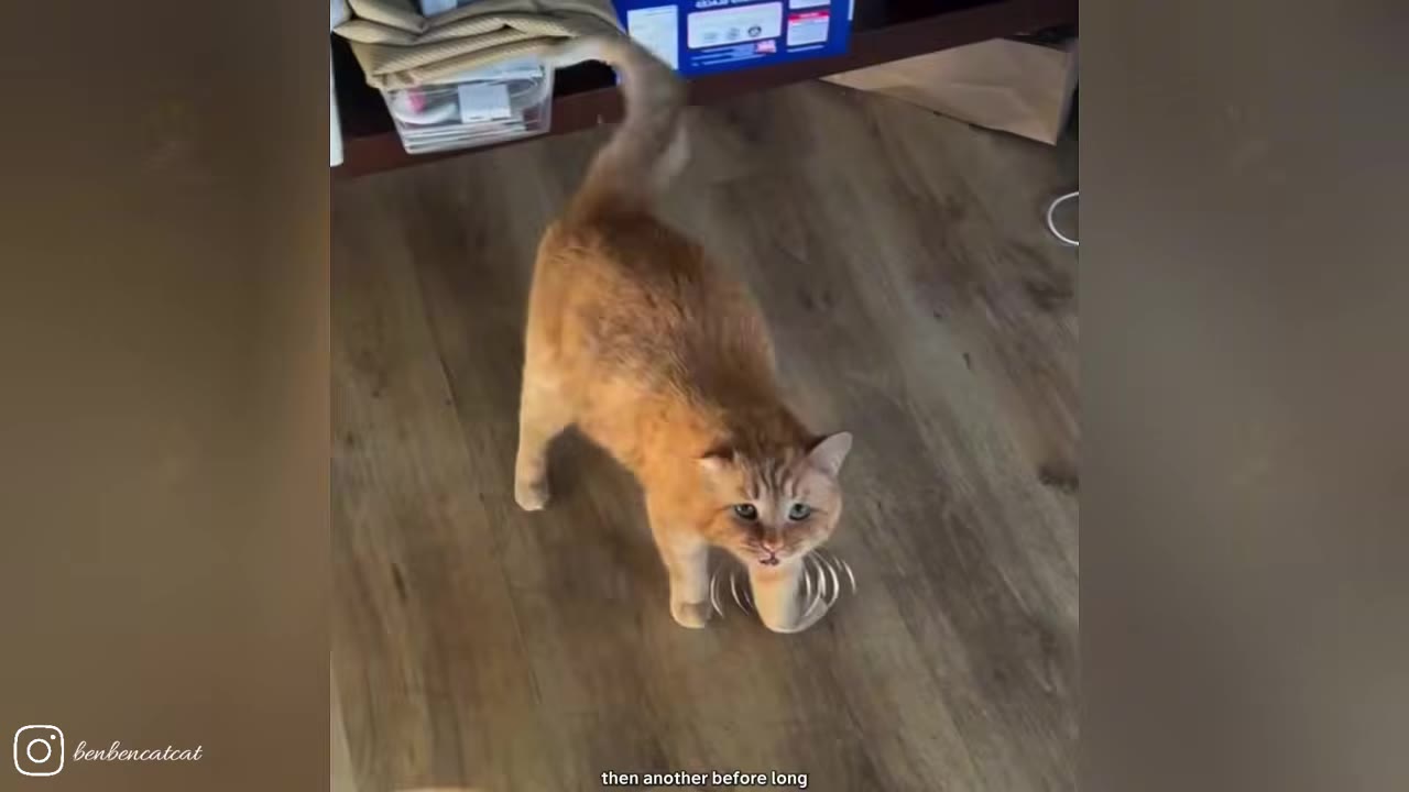 An orange tabby cat standing on a wooden floor, looking up with an alert expression.