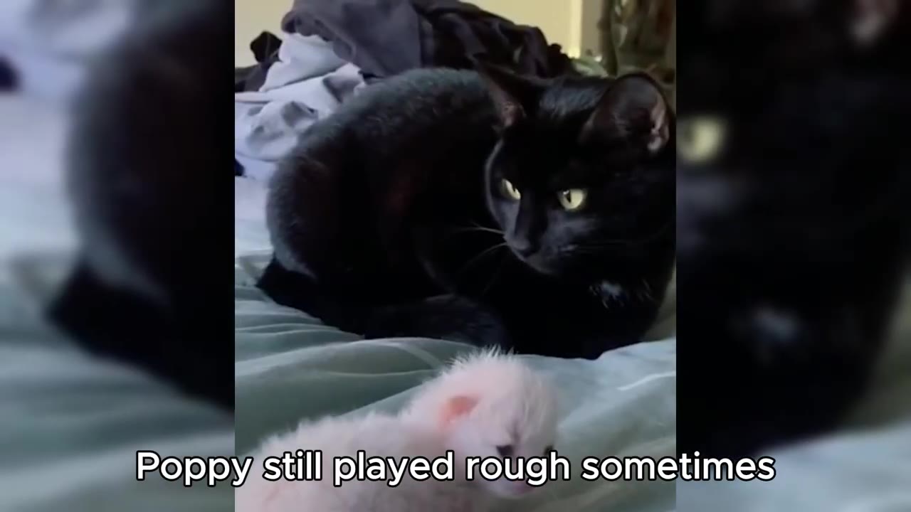 A black cat sits on a bed looking down at a tiny white kitten lying in front of it.