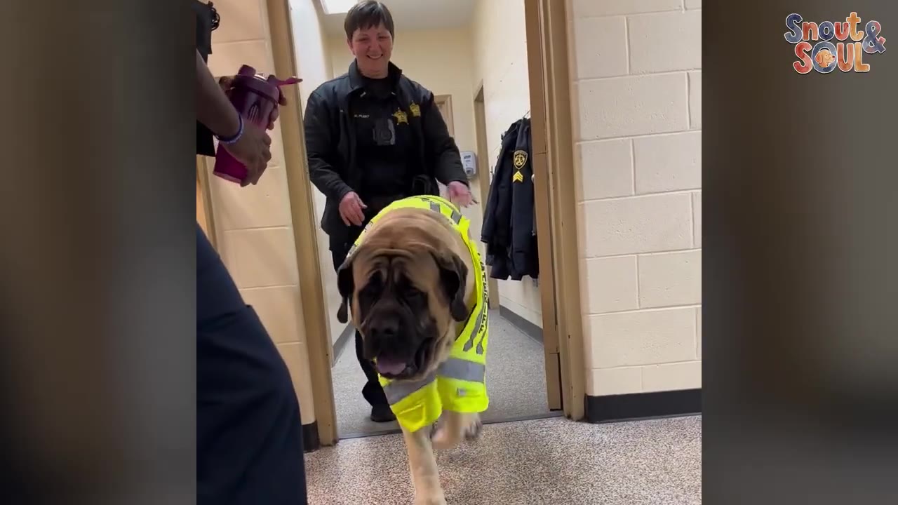 A large English Mastiff wearing a bright yellow high-visibility vest walks down a hallway as a smiling police officer follows behind him.