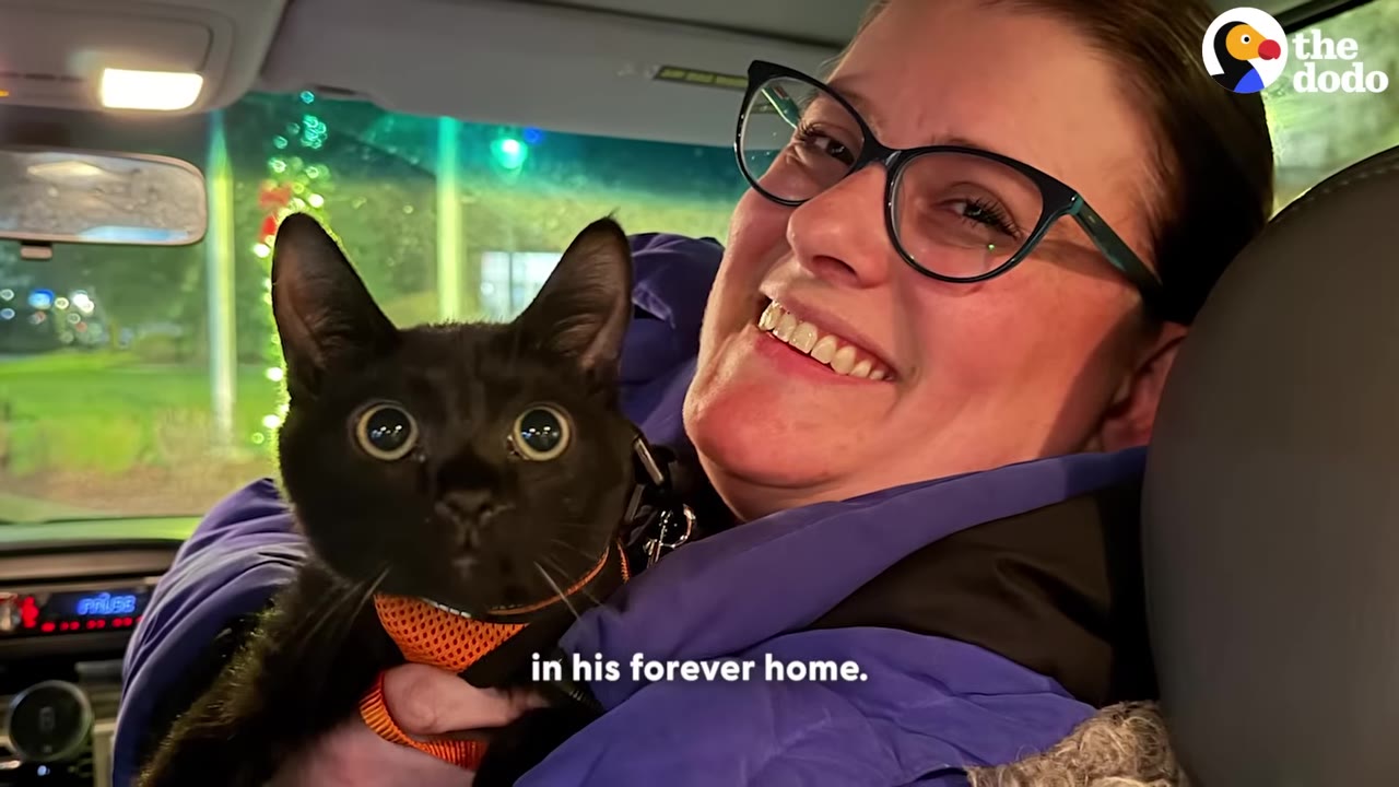 A smiling woman with glasses holds a black cat wearing an orange harness inside a car.