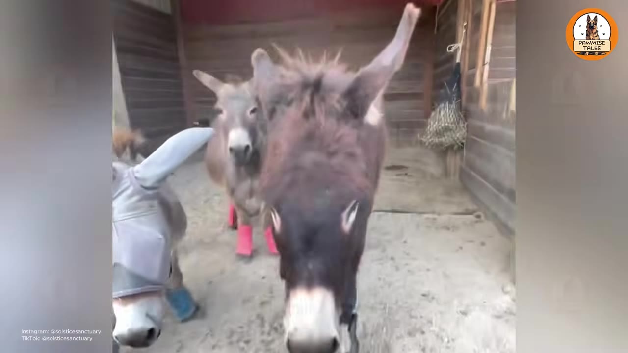 Three donkeys standing close together inside a wooden barn, looking curiously at the camera.