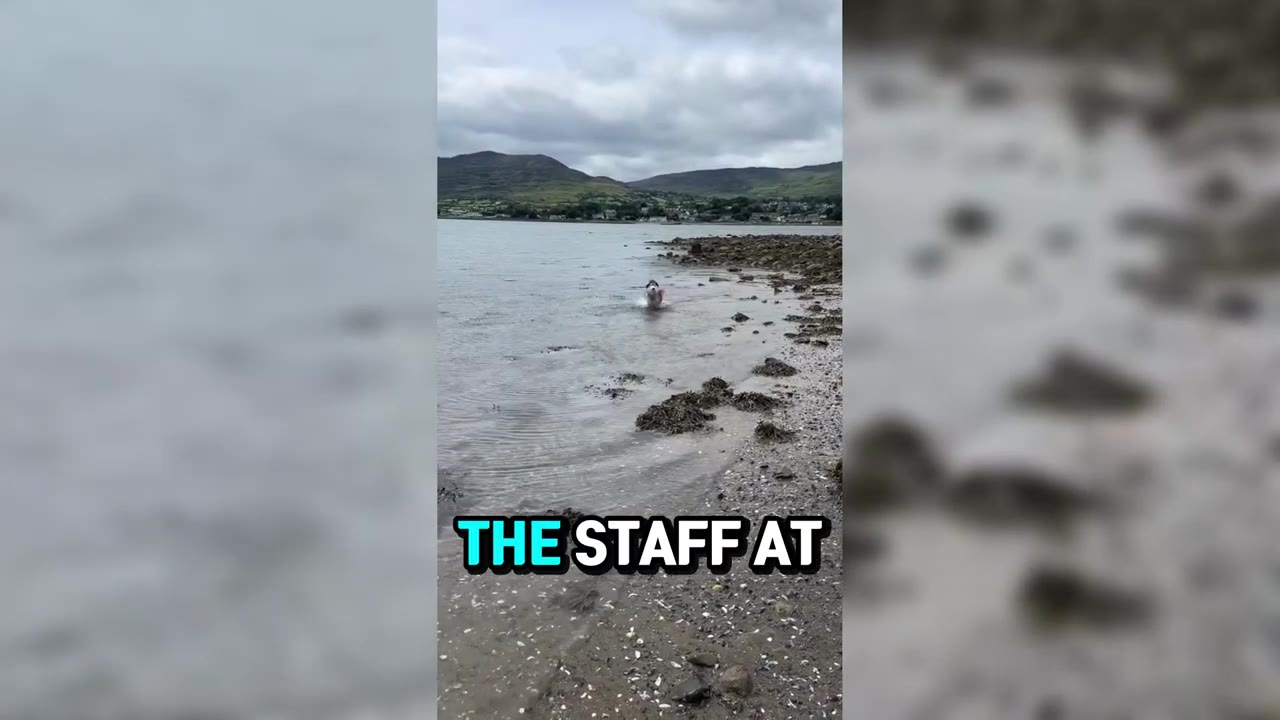 A dog runs through the shallow water of a bay with mountains in the background, under a cloudy sky.