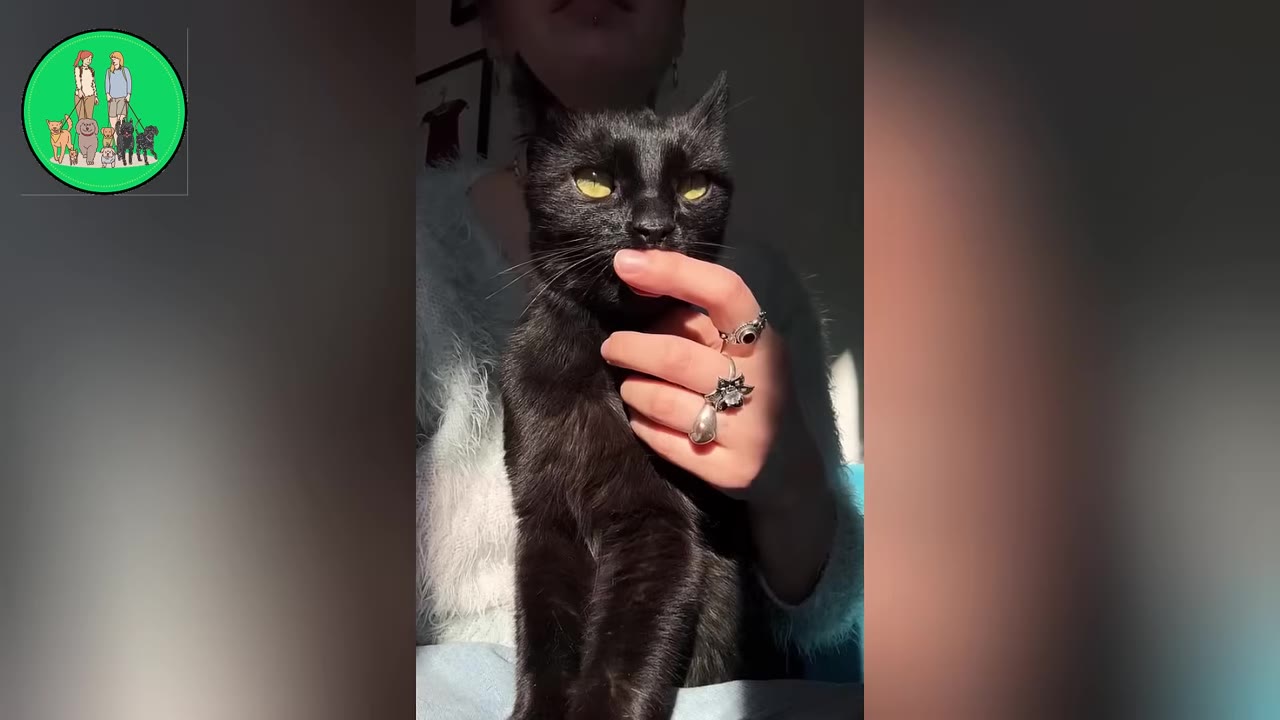 A black cat with yellow eyes is held gently by its owner, whose hand is adorned with rings.