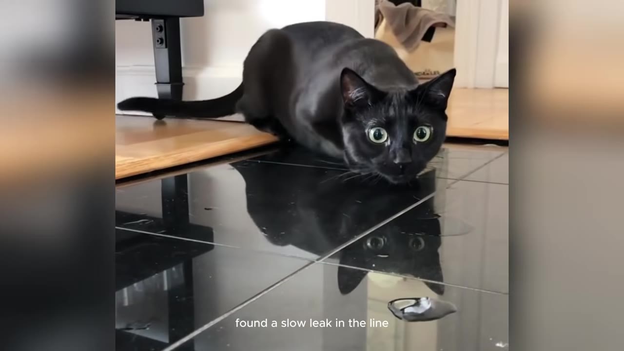 A black cat with wide, green eyes crouches on a reflective black tiled floor, staring intently forward.