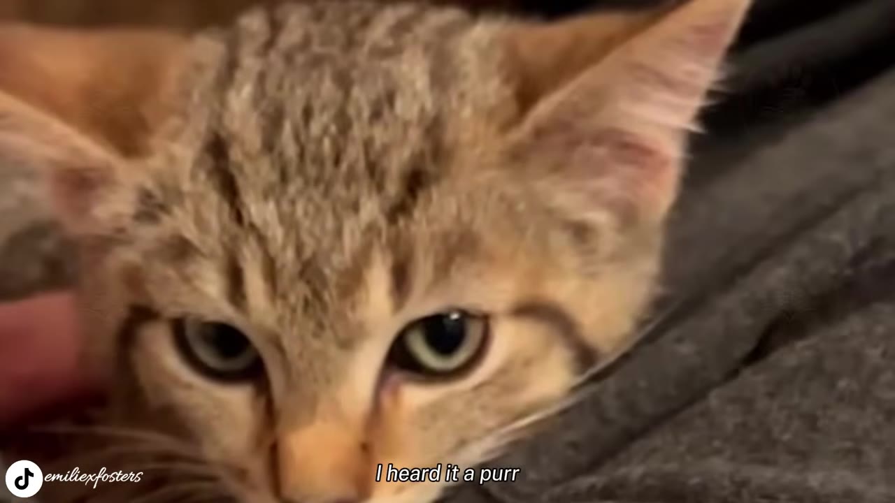 A close-up shot of a tabby kitten's face as it looks directly at the camera.
