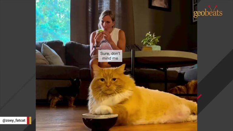 Michigan Rescue Cat Placed On A Strict Diet Finds A Clever Way To Protest Her Empty Bowl