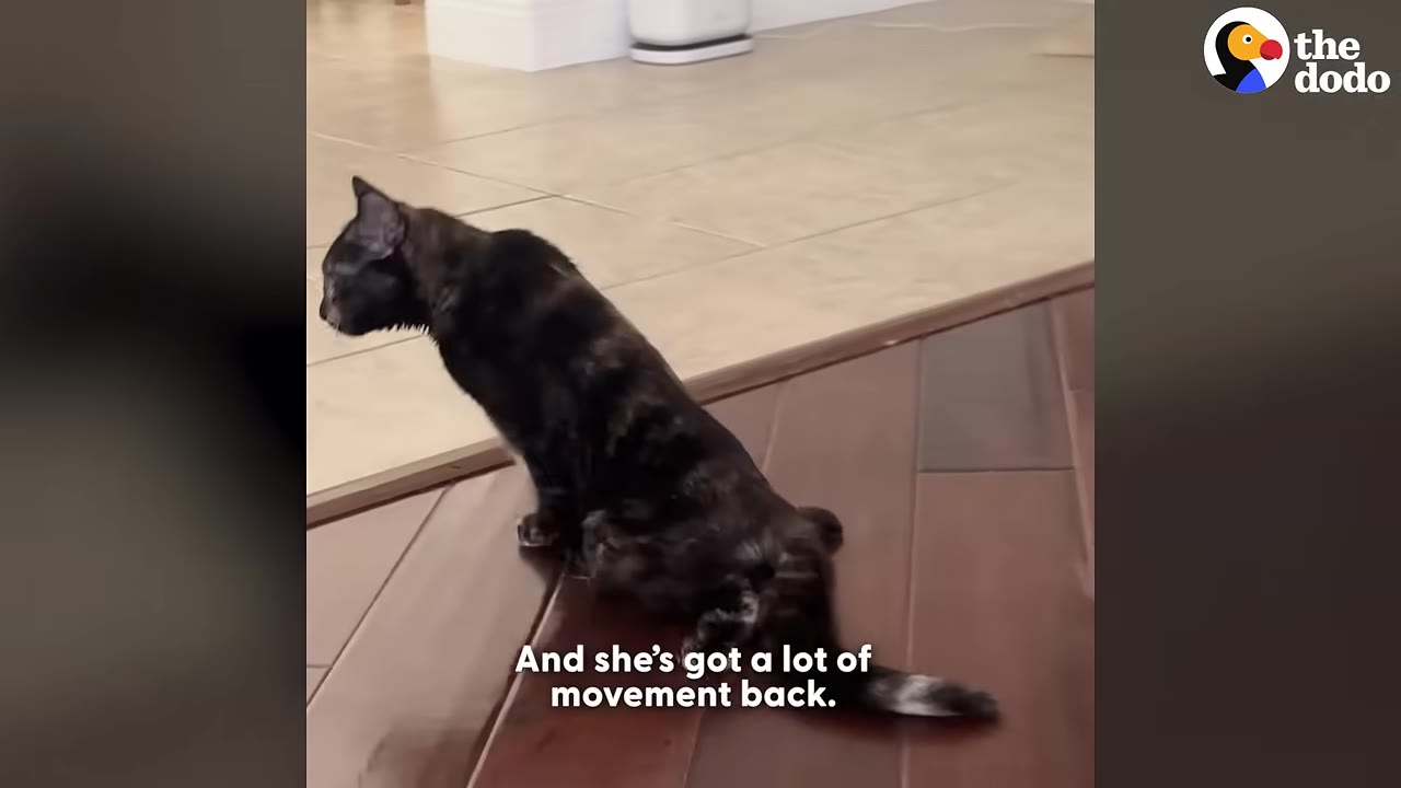 A dark tortoiseshell cat named Gertie sits on a wooden floor transitioning to tile, looking alertly to the side.