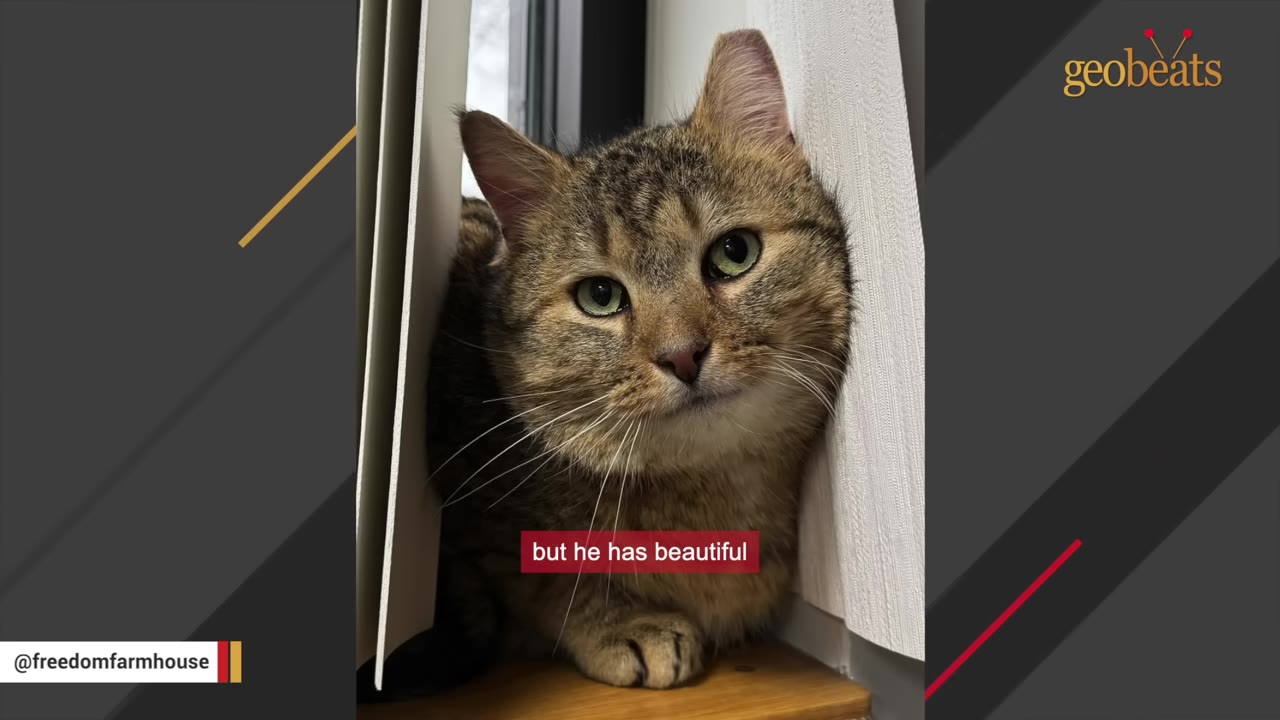 A close-up portrait of a healthy brown tabby cat with green eyes looking directly at the camera while sitting between window blinds.