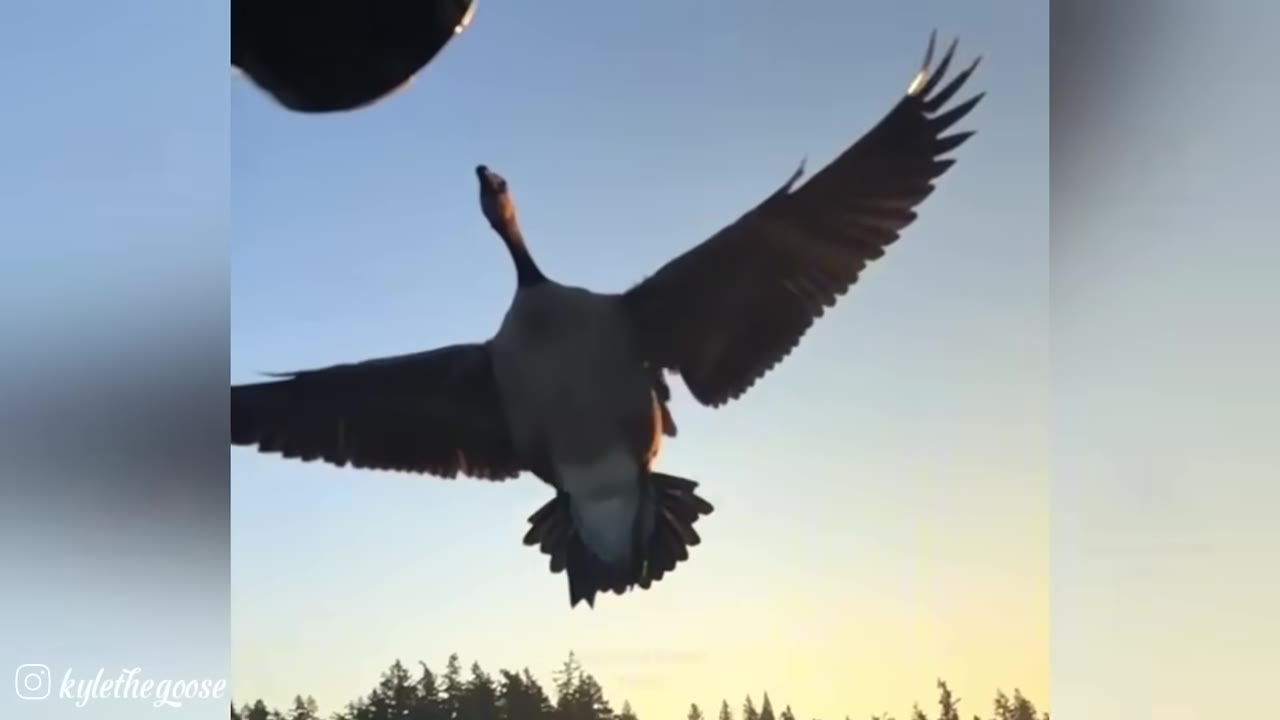 A Canada goose flying high in the sky with its wings fully spread, silhouetted against a bright sky at sunset.