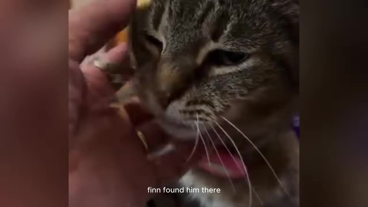 A close-up of a tabby cat being gently petted on the head by a person's hand.