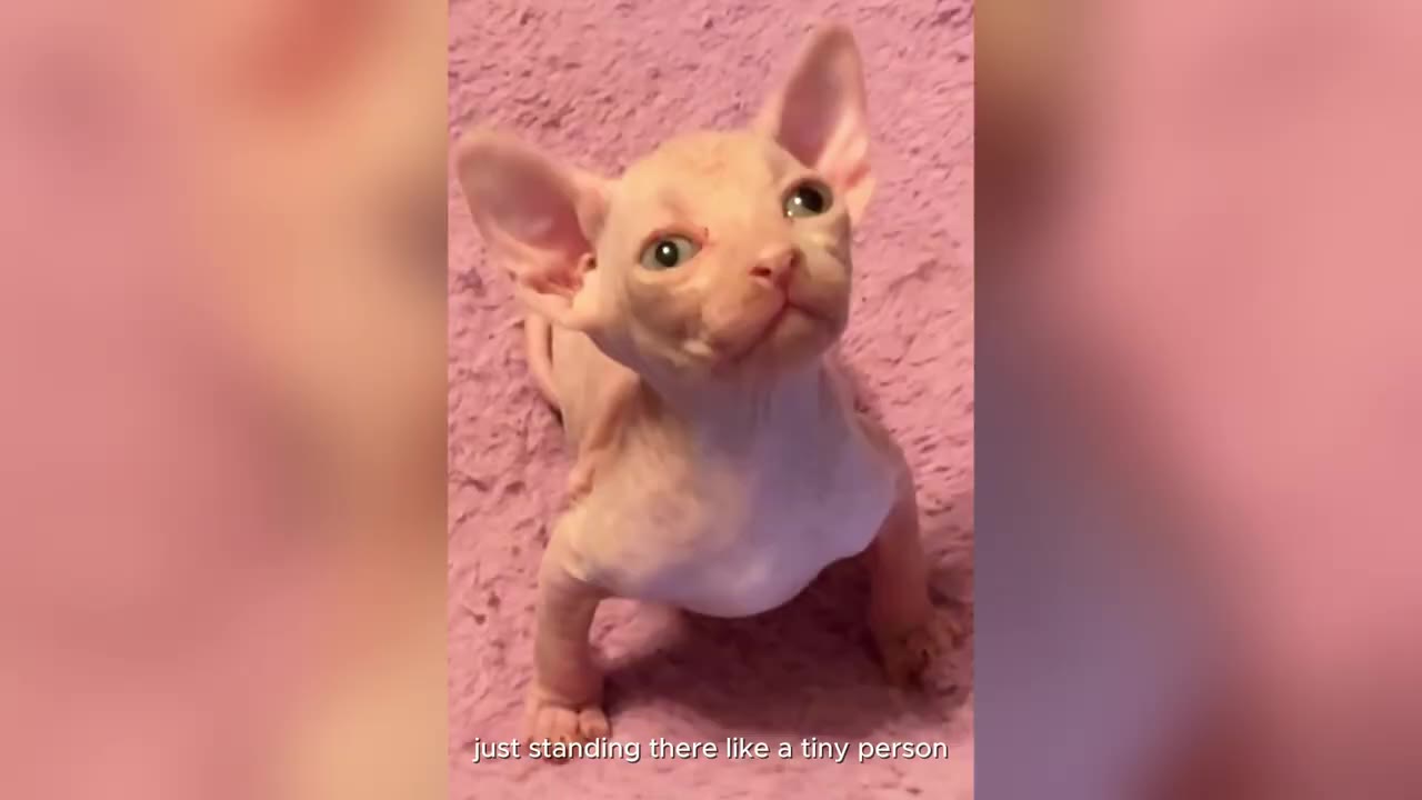 A hairless Sphynx kitten standing upright on its hind legs on a pink textured blanket, looking up with large eyes.