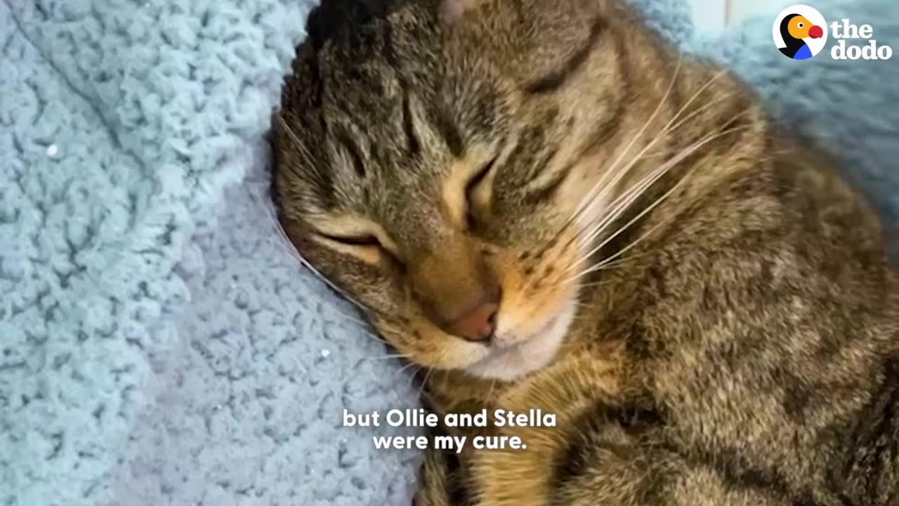 A close-up of a sleeping tabby cat resting on a soft blue blanket.