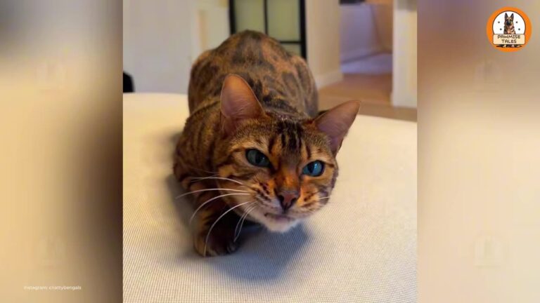 Texas Woman Thought Her Cat Was Just Smart Until One Reaction Revealed A Truth About Her Boyfriend