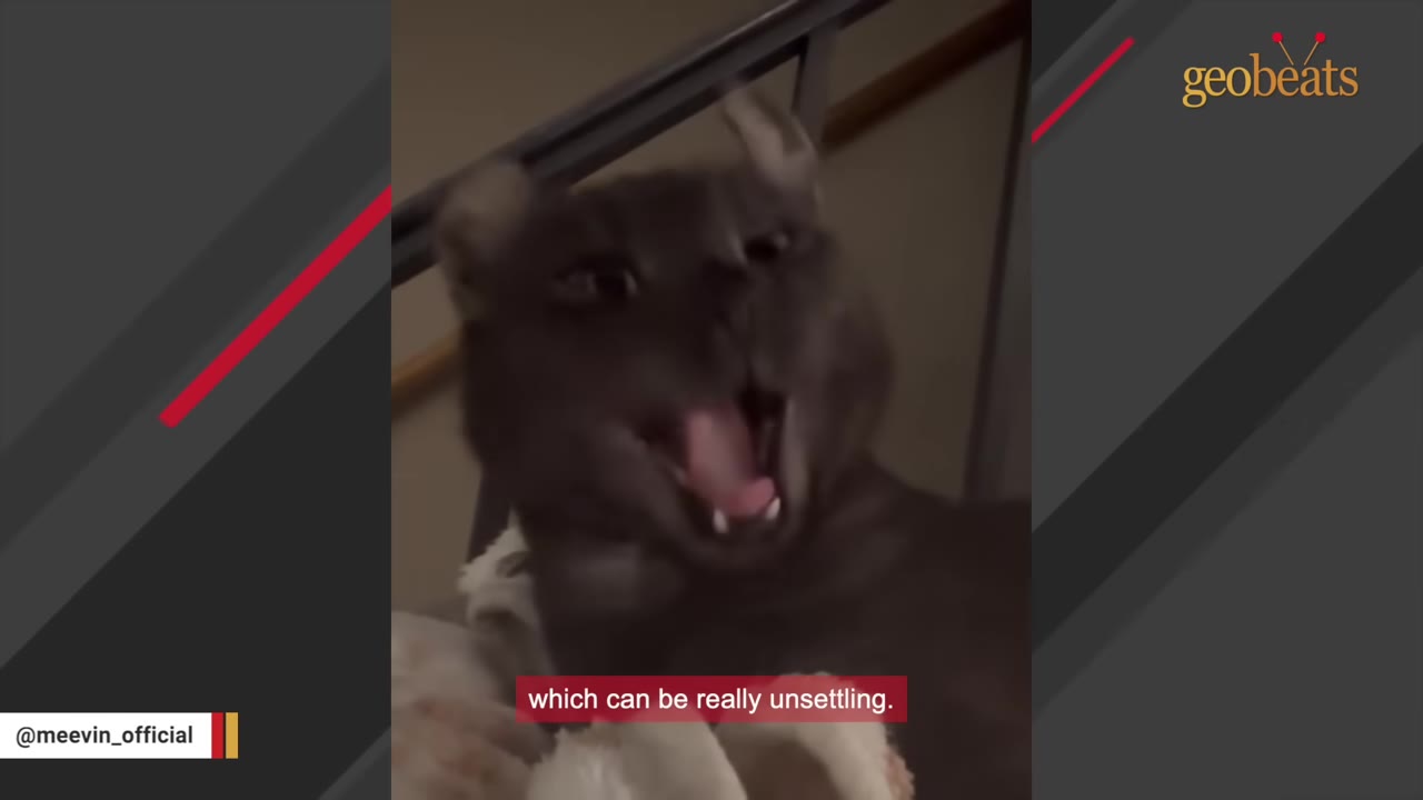 A close-up of a dark grey cat with curled ears yawning widely with its mouth open, showing its tongue and teeth.