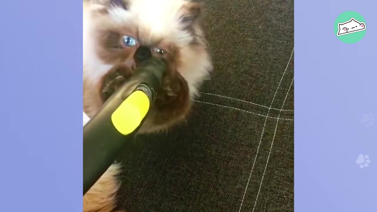 A fluffy long-haired cat with a dark face and blue eyes playfully biting the nozzle of a vacuum cleaner on a dark couch.