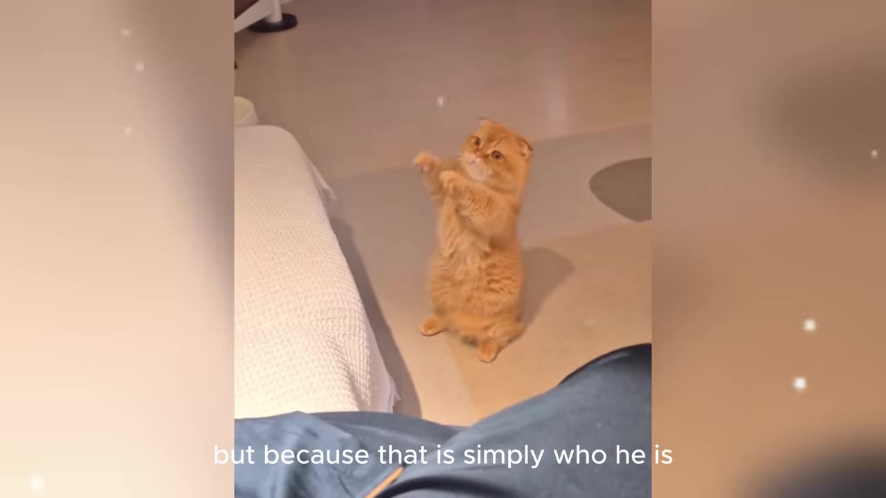 An orange Scottish Fold cat standing upright on its hind legs on the floor next to a bed, looking forward with its front paws raised.