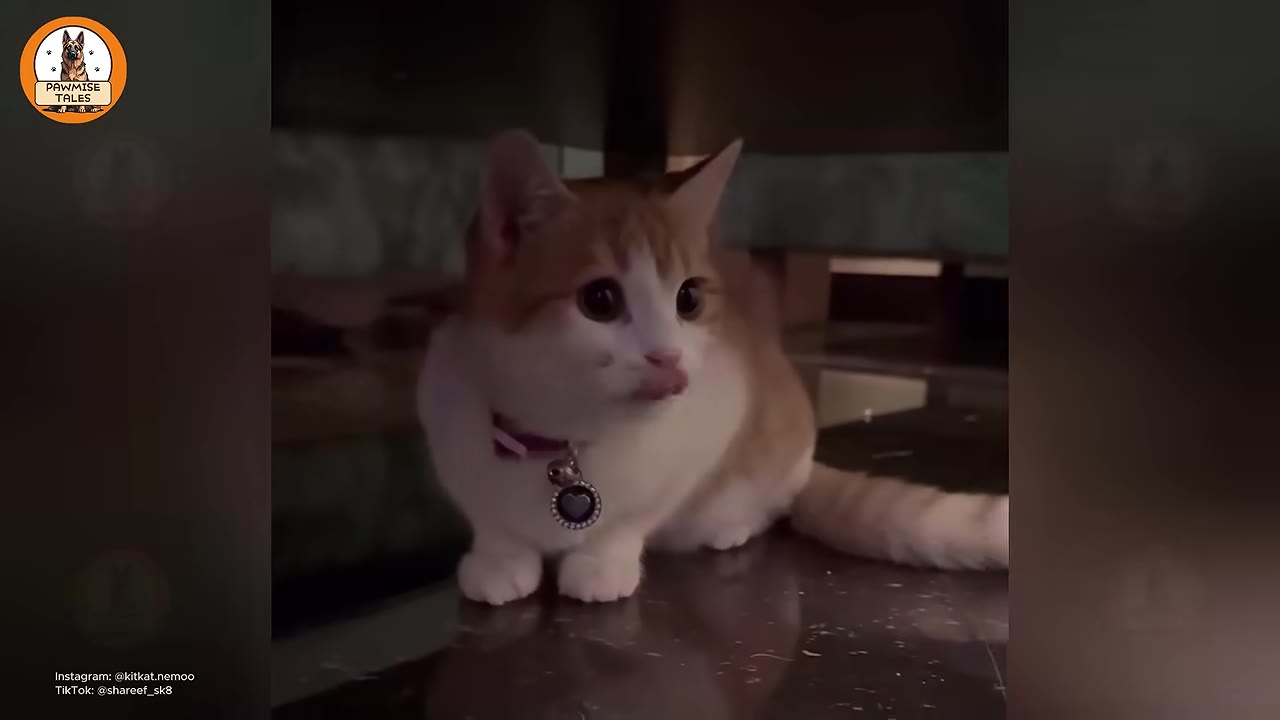 A close-up shot of a small orange and white kitten wearing a collar with a heart-shaped pendant, sitting on a reflective dark surface.