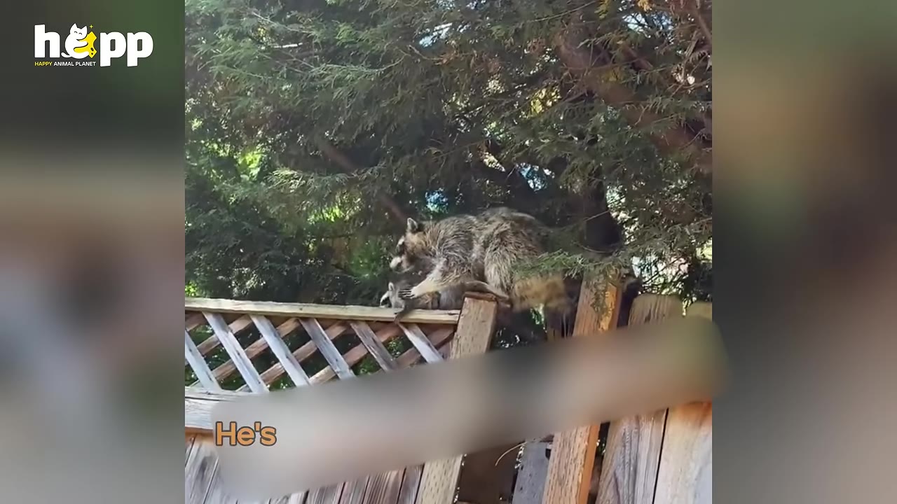 A raccoon climbing on top of a wooden lattice fence under the shade of green trees.