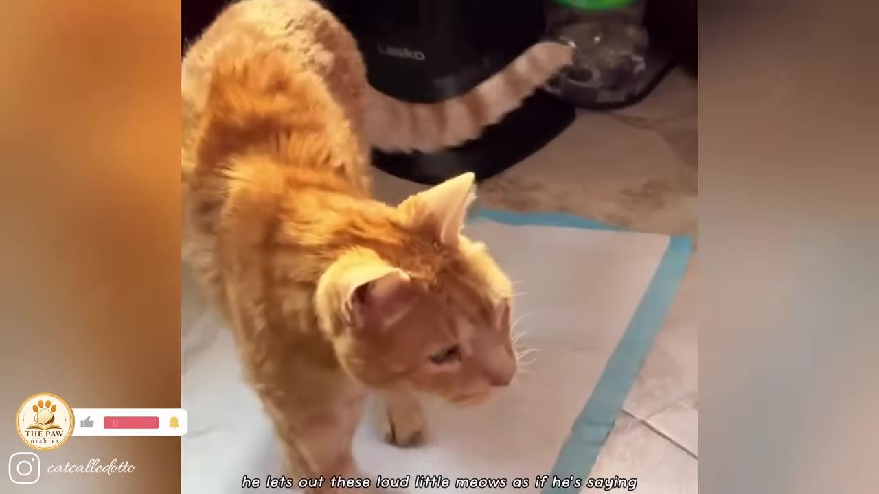 An orange cat named Otto stands on a training pad, looking forward with an alert expression.