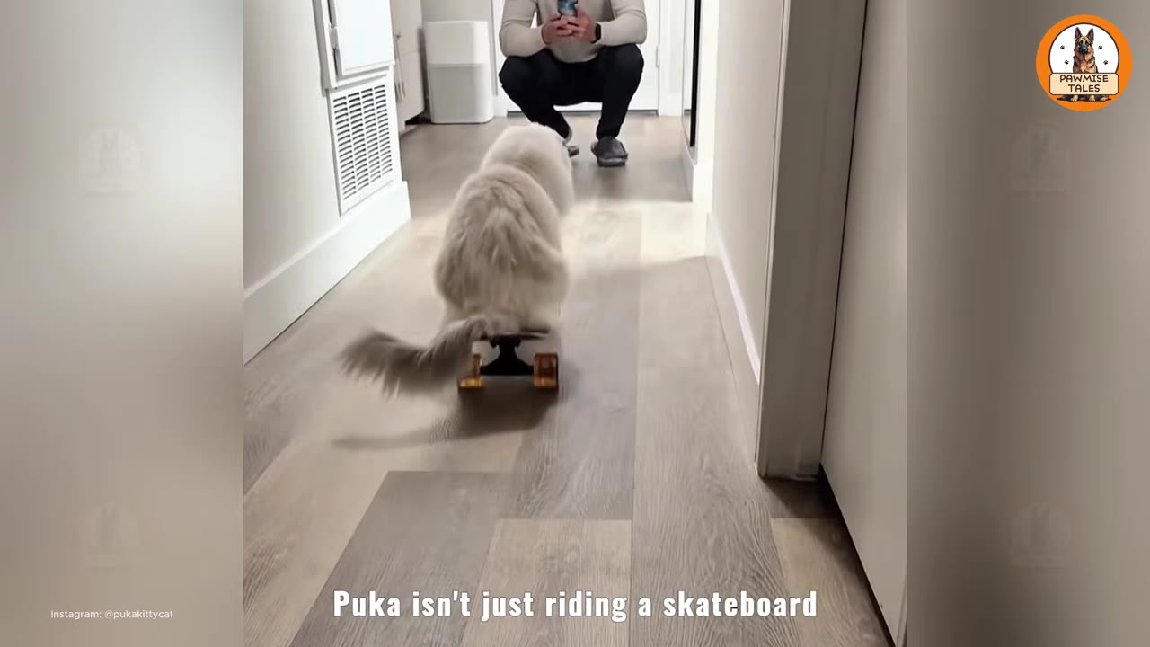 A fluffy white cat rides a small skateboard down a hallway toward a person crouching at the far end.