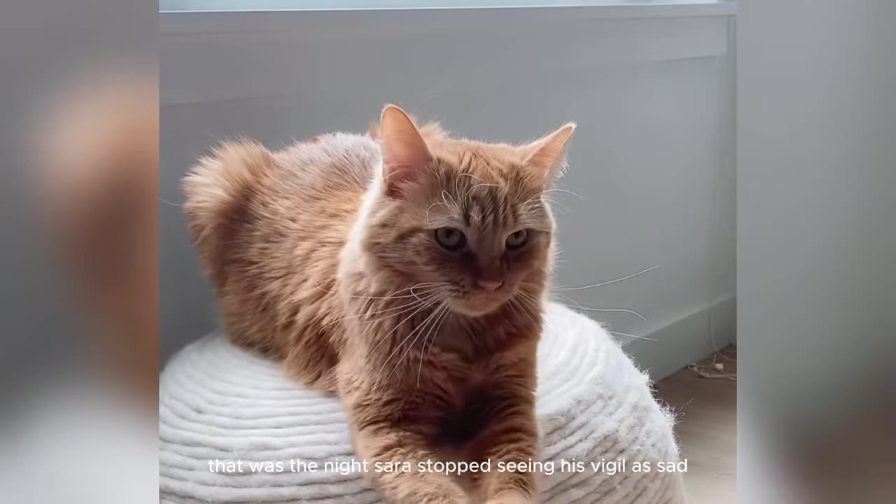 An orange cat lying on a white woven pouf, looking downwards with a solemn expression.