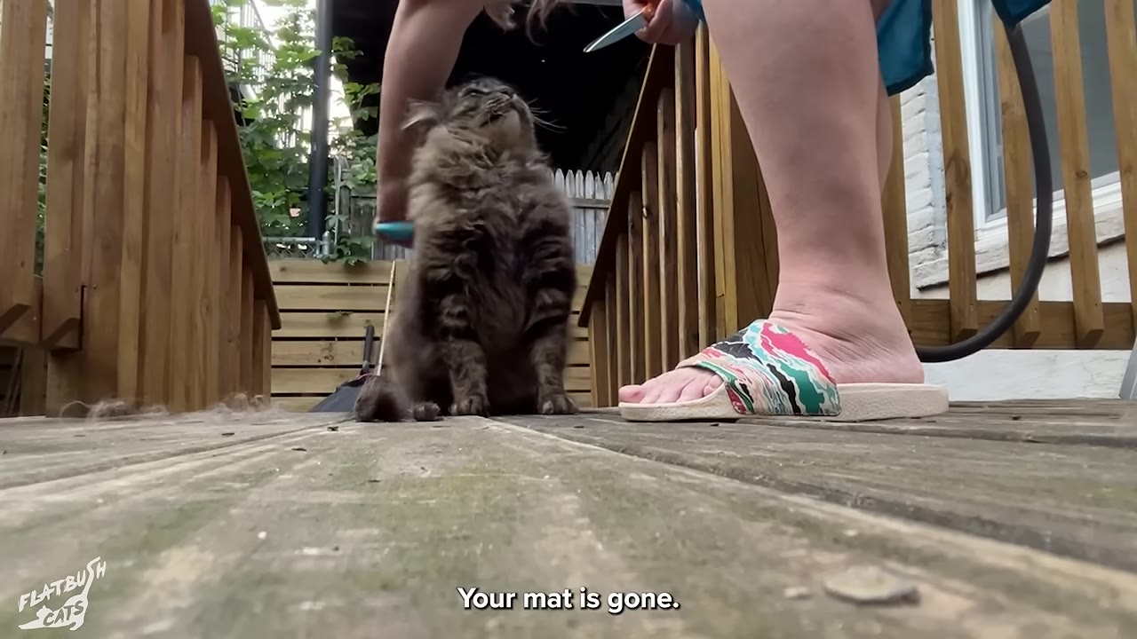 A fluffy long-haired cat sits on a wooden deck while a person brushes its neck and head, with a pile of brushed-out fur on the deck nearby.