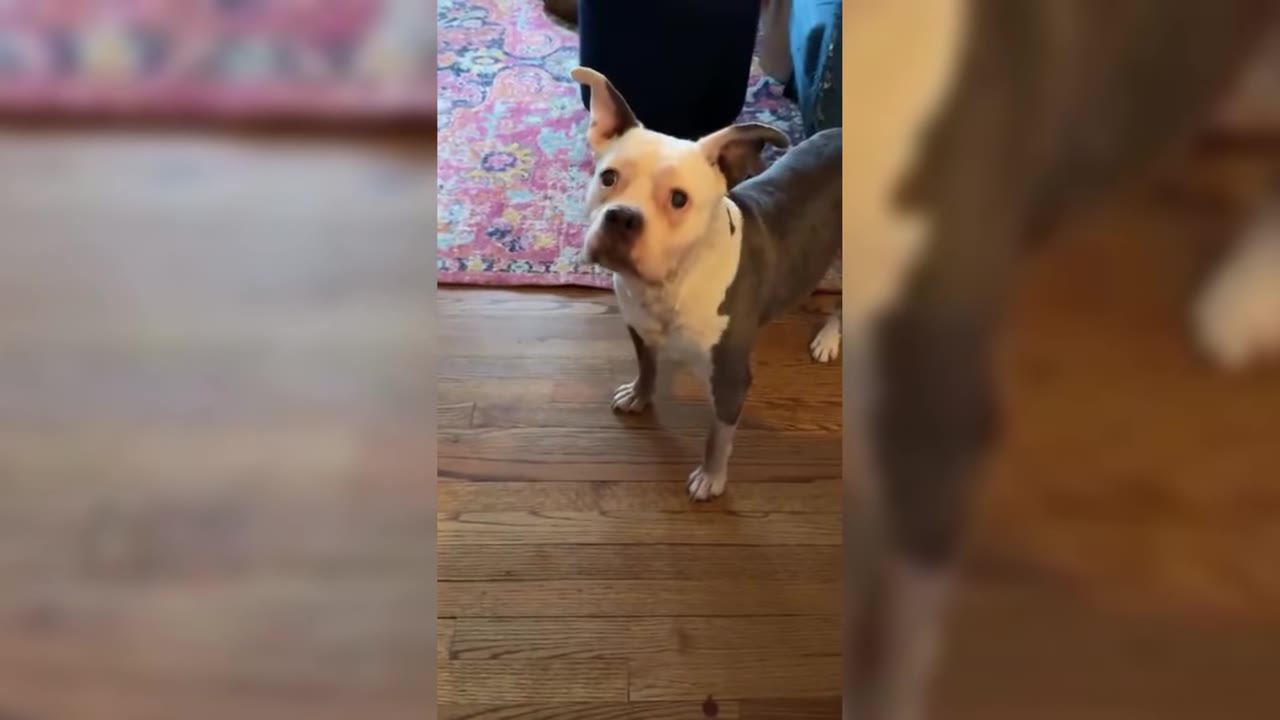 A grey and white dog with floppy ears stands on a wooden floor, looking up with a curious and slightly sad expression.