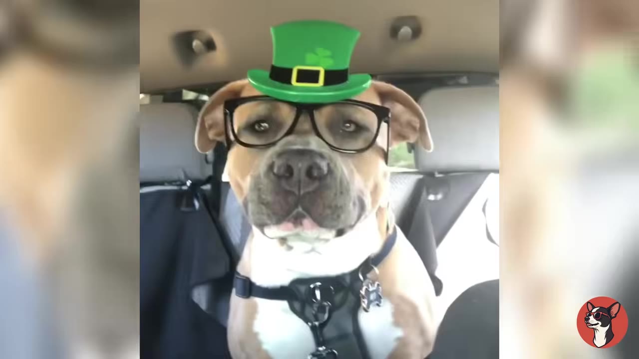 A brown and white dog wearing a green leprechaun hat and black-rimmed glasses sits in the front seat of a car.