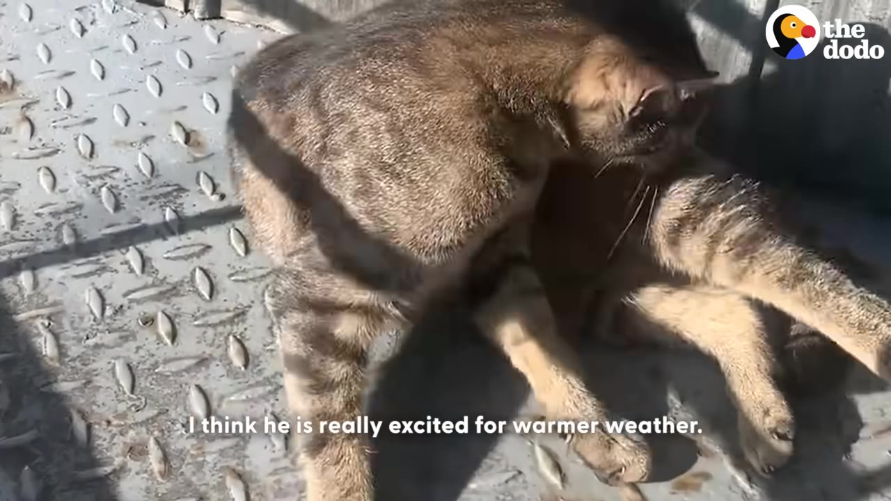 A tabby cat sits on a metal diamond plate surface in the sunlight, with the caption 'I think he is really excited for warmer weather.' at the bottom.