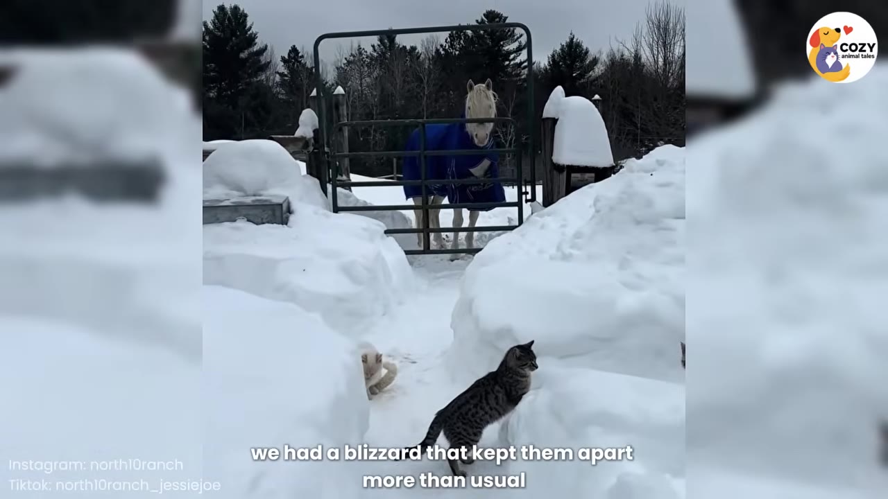 A white horse wearing a blue blanket stands behind a metal gate in a snowy yard, while two cats navigate a path cleared through deep snow banks in the foreground.