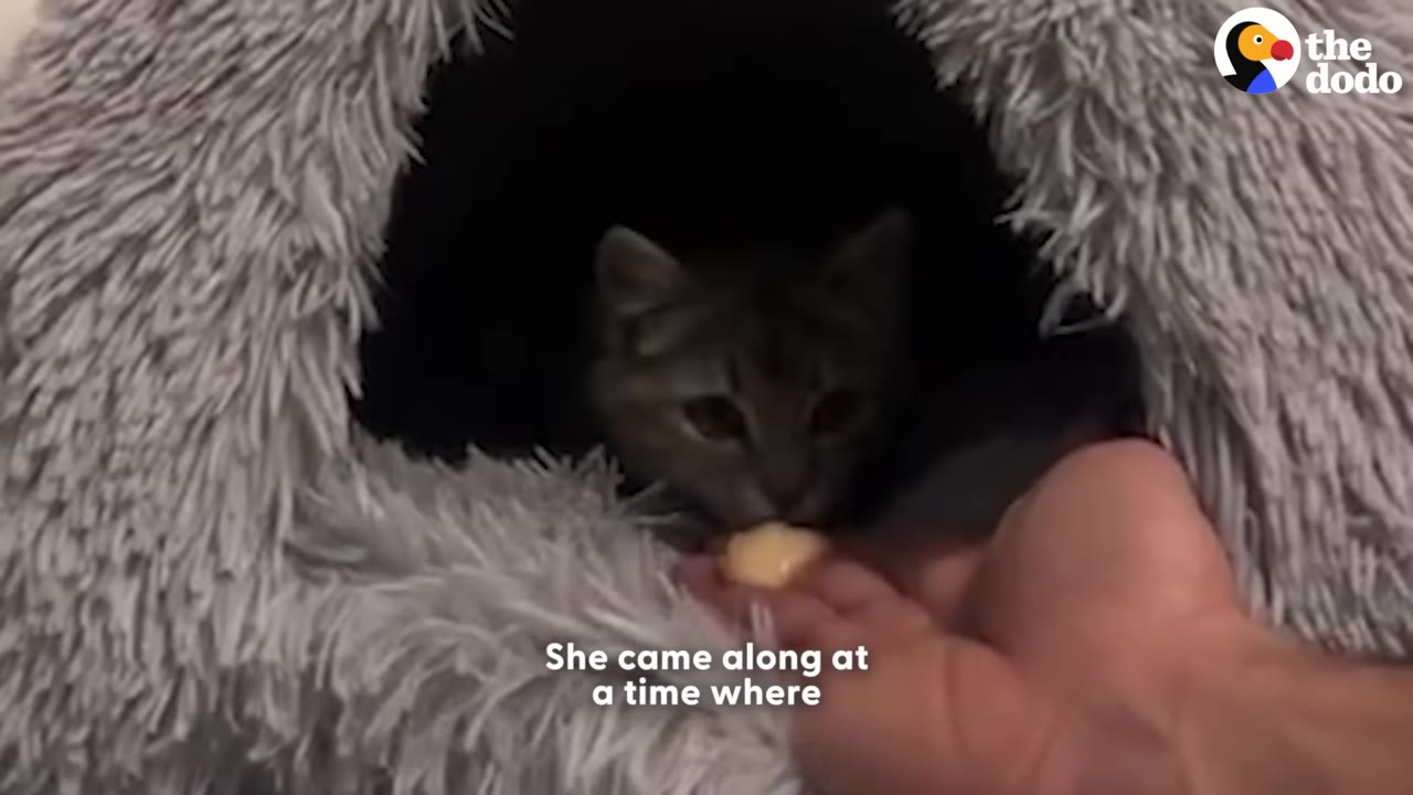 A small tabby kitten peeks out from a fluffy grey cat bed to eat a treat from a person's hand.