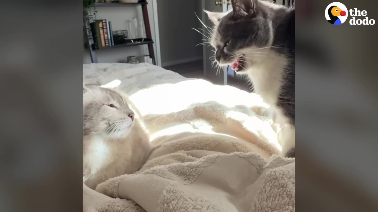 A grey and white cat stands on a bed, hissing with its mouth open at a light-colored cat lying down.