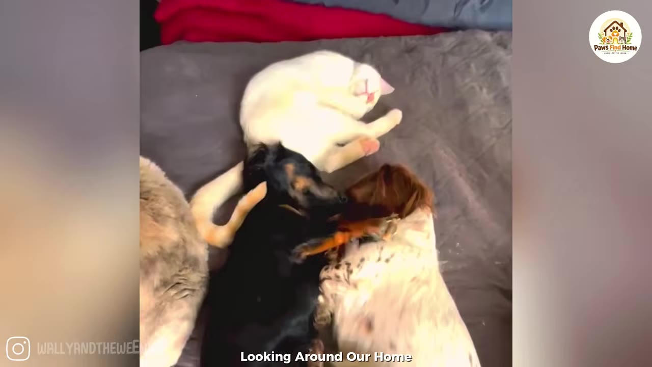 A white cat and two small dogs sleep piled together on a grey bed.