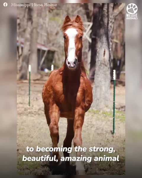 A healthy chestnut horse with a white blaze on its face trotting forward in a grassy pasture.