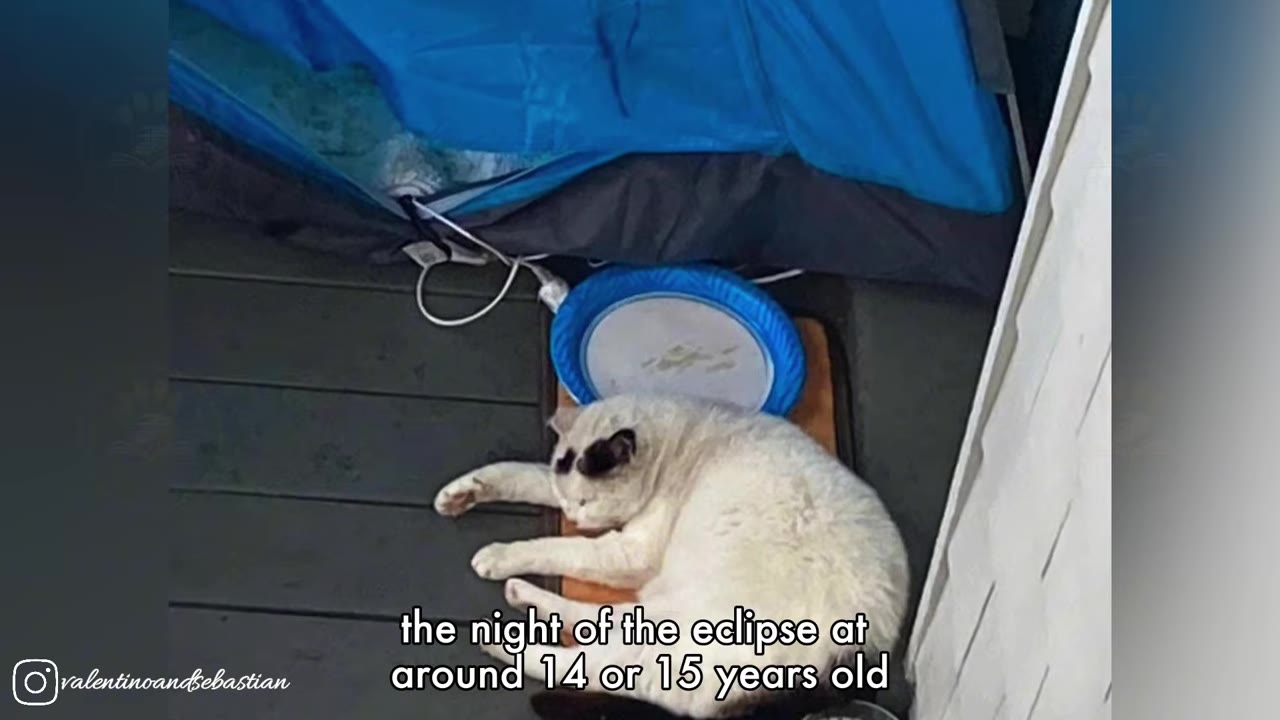 A white cat with black markings on its ears lies resting on a mat on a wooden deck next to a blue tent.