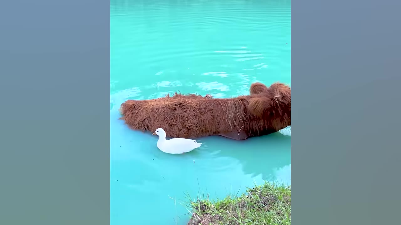 A fluffy brown highland cow rests in bright turquoise water next to a small white duck swimming close by.