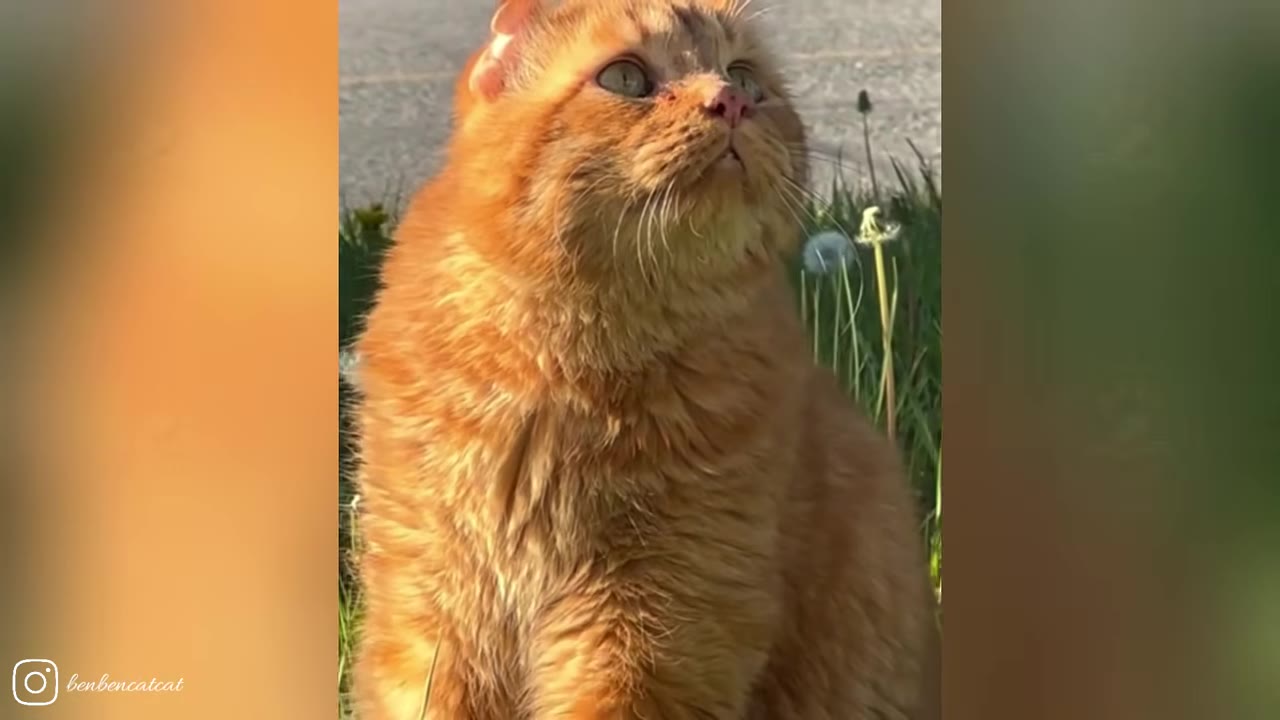 An orange tabby cat sitting outdoors in the grass, looking up with wide, bright eyes.
